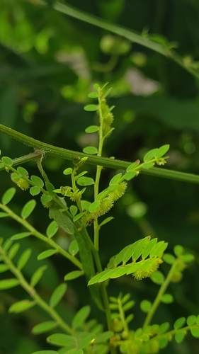 Phyllanthus chayamaritiae