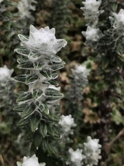 Lasiocephalus ovatus