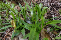 Pterostylis areolata