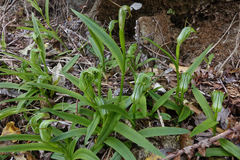 Pterostylis areolata