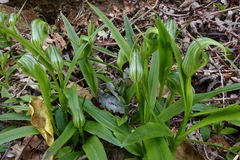 Pterostylis areolata