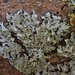 Whiskered Shadow Lichen - Photo (c) Melissa Hutchison, some rights reserved (CC BY-NC-ND), uploaded by Melissa Hutchison