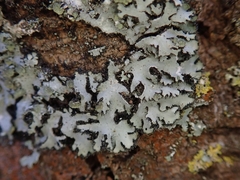 Phaeophyscia hispidula