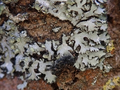 Phaeophyscia hispidula