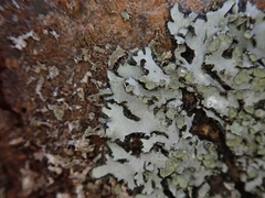 Phaeophyscia hispidula