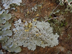 Physcia jackii