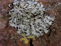 Phaeophyscia hispidula