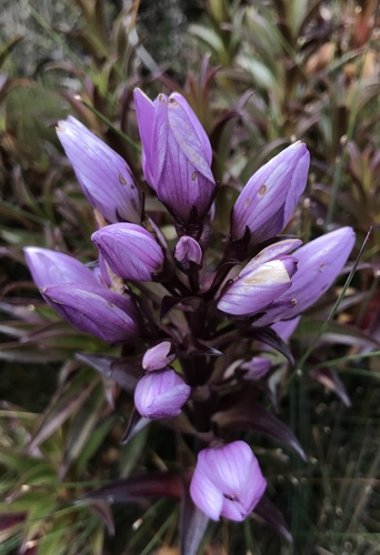 Gentianella foliosa