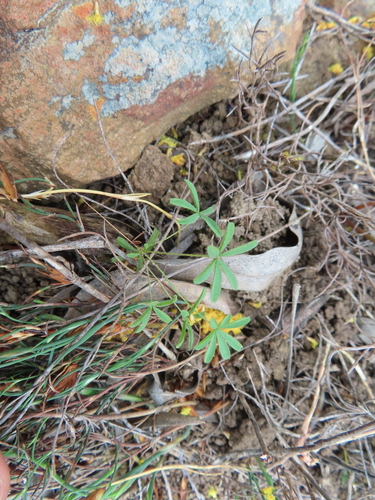 Gland Sorrel (Oxalis engleriana)