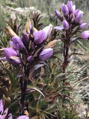 Gentianella foliosa