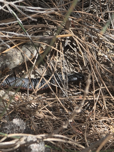 Red-bellied Black Snake sighting