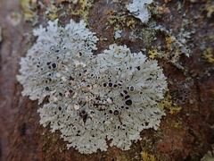 Physcia jackii