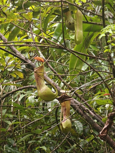 Nepenthes distillatoria