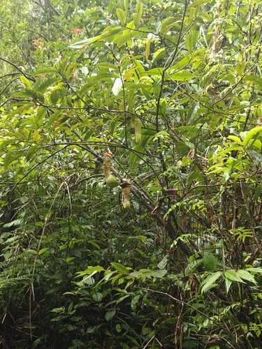 Nepenthes distillatoria