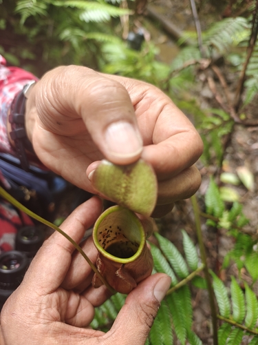 Nepenthes distillatoria