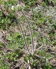 Anemonastrum crinitum