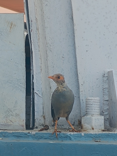Bank Myna