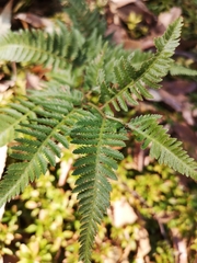Athyrium niponicum