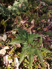 Athyrium niponicum
