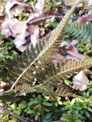 Athyrium niponicum