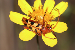 Strangalia sexnotata