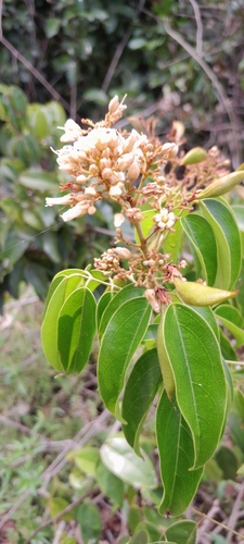 Connarus monocarpus observed 2025-10-05