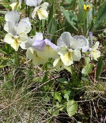 Viola altaica