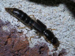 Pinophilus