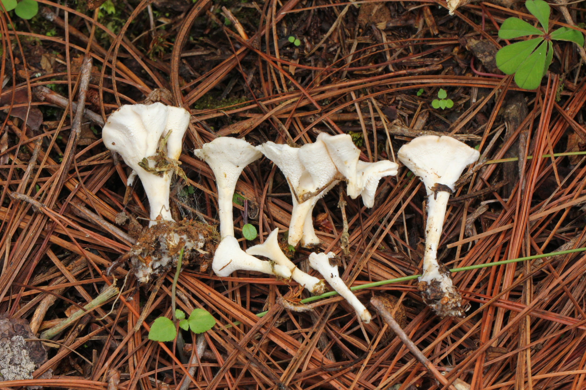 Sistotrema confluens image