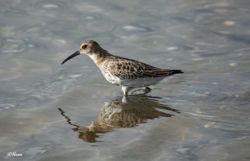 Dunlin