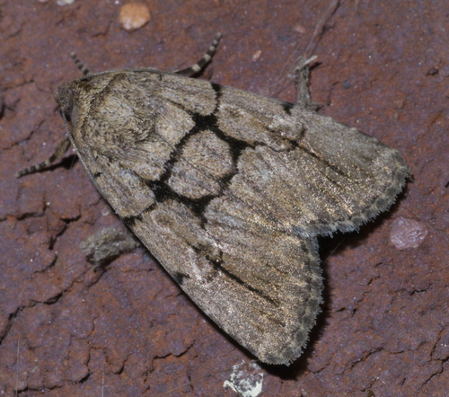Netted Sallow photo 4