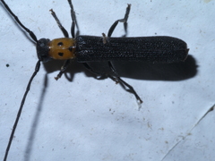 Oberea perspicillata