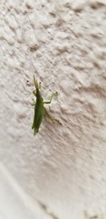 Atractomorpha lata