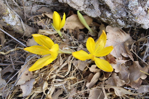 Sternbergia clusiana