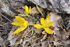 Sternbergia clusiana