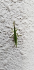 Atractomorpha lata