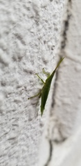 Atractomorpha lata