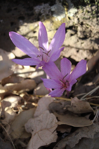 Colchicum feinbruniae