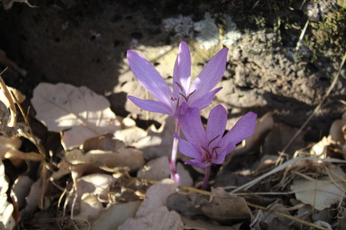 Colchicum feinbruniae