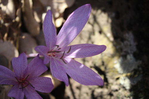 Colchicum feinbruniae