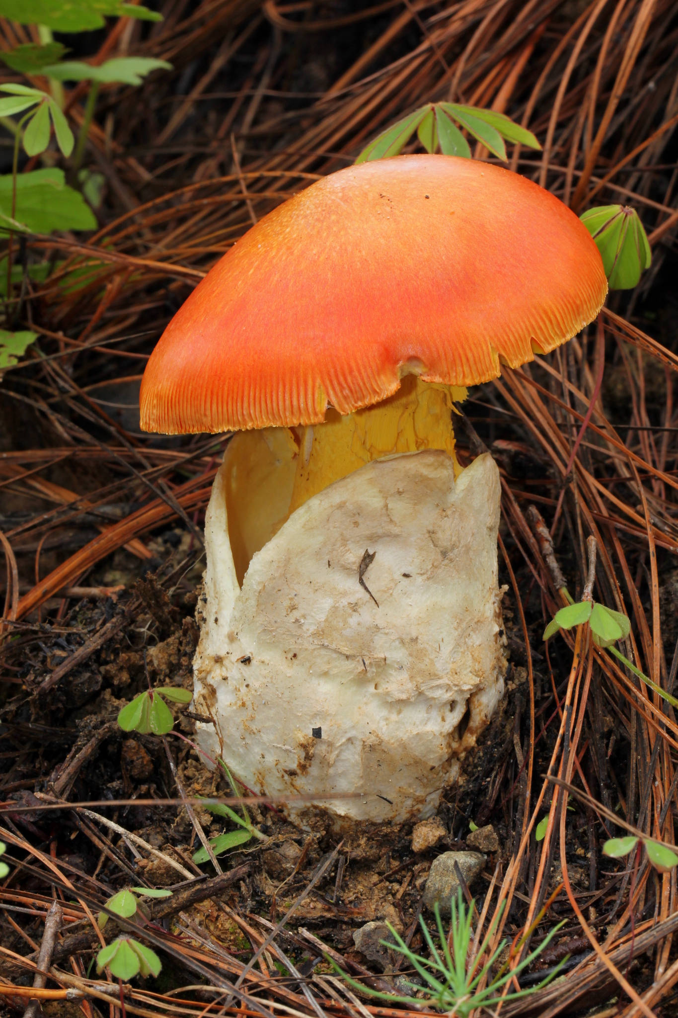 Amanita yema image
