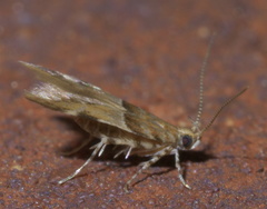 Theisoa constrictella