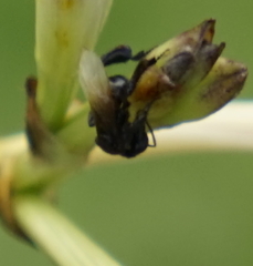 Tetragonilla collina