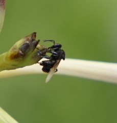 Tetragonilla collina