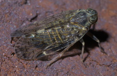 Melanoliarus placitus