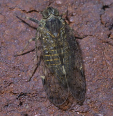 Melanoliarus placitus
