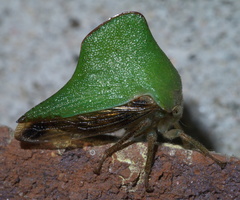 Telamona excelsa