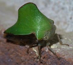 Telamona excelsa