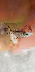 Trichonephila clavata