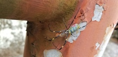 Trichonephila clavata